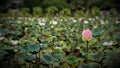 Lotus gardens flower Patumtani Thailand