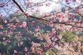travel in nature with pink cherry blossom tree and clear sky in springtime season Royalty Free Stock Photo