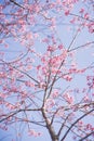 travel in nature with pink cherry blossom tree and clear sky in springtime season Royalty Free Stock Photo