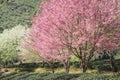 travel in nature with pink cherry blossom tree and clear sky in springtime season Royalty Free Stock Photo