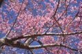 travel in nature with pink cherry blossom tree and clear sky in springtime season Royalty Free Stock Photo