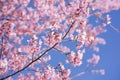 travel in nature with pink cherry blossom tree and clear sky in springtime season Royalty Free Stock Photo