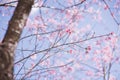 travel in nature with pink cherry blossom tree and clear sky in springtime season Royalty Free Stock Photo