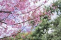 travel in nature with pink cherry blossom tree and clear sky in springtime season Royalty Free Stock Photo