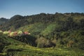 travel in nature with pink cherry blossom tree and tea farm in springtime season Royalty Free Stock Photo