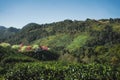 travel in nature with pink cherry blossom tree and tea farm in springtime season Royalty Free Stock Photo