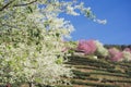 travel in nature with pink cherry blossom tree and tea farm in springtime season Royalty Free Stock Photo