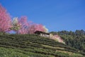 travel in nature with pink cherry blossom tree and tea farm in springtime season Royalty Free Stock Photo