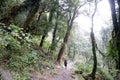 Travel Nepal: Trekking in rhododendron forest