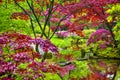 Travel Through the Netherlands. Amazing Japanese Garden with Asian Zen Sculptures and Red Maple Trees in Park Clingendael in the