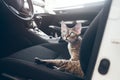 Travel with pets. Cat is traveling in a car. Beautiful devon rex