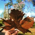 Travel picture with outumn leaf