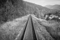 Travel, rest. A view of the railway tracks surrounded by trees, grass and bushes. Black and white image. Horizontal frame Royalty Free Stock Photo