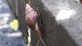 Travel slowly Of snails during the natural wetness after the rain