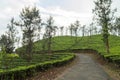 Travel through the tea estate in the hills