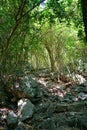 Travel Thailand - road in the woods in Khao Nang Panthurat Forest Park at Cha am. Royalty Free Stock Photo