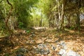 Travel Thailand - road in the woods in Khao Nang Panthurat Forest Park at Cha am. Royalty Free Stock Photo