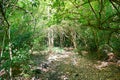 Travel Thailand - road in the woods in Khao Nang Panthurat Forest Park at Cha am. Royalty Free Stock Photo