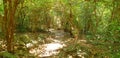 Travel Thailand - Soft Focus with road in the woods in Khao Nang Phanthurat Forest Park at Cha am. Royalty Free Stock Photo