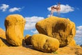 Travel to Africa. Picturesque stones in the Namib desert. Antelope springbok on the rocks in the Spitskoppe desert. The concept of