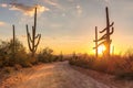 Arizona desert at sunset with Saguaro cacti in Sonoran Desert near Phoenix. Royalty Free Stock Photo