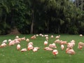 Travel to the  the Canary Islands, Spain, summer landscape: pink flamingos on a green lawn Royalty Free Stock Photo