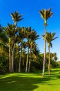 Tall, slender palm trees in a palm grove