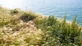 grasses on edge of Cap Gris-Nez in France Royalty Free Stock Photo