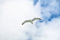 seagull flies in blue sky with white clouds Royalty Free Stock Photo