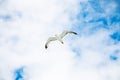 seagull hovering in blue sky with white clouds Royalty Free Stock Photo