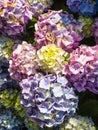 traditional breton hydrangea flowers after rain Royalty Free Stock Photo