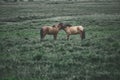 Couple horses in a field