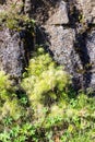 green rock wall of Almannagja Fault in Thingvellir