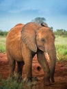 Red elephants isolated Travelling Kenya and Tanzania Safari tour in Africa Elephants group in the savanna excursion