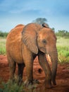 Red elephants isolated Travelling Kenya and Tanzania Safari tour in Africa Elephants group in the savanna excursion Royalty Free Stock Photo