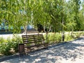 empty bench in the shade of birch foliage