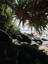 Travel and Tourism - Beautiful palm drenched beach at Coolangatta Qld Australia