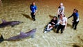 Travel and Tourism - Handicapped young girl feeding the dolphins at Tangalooma Island Resort, Qld Australia