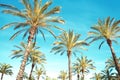 palm trees, blue sky background Royalty Free Stock Photo