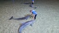 Travel and Tourism - Wild Dolphins swimming to the shores of Tangalooma Island Resort Qld Australia