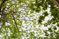 Travel Vacation Nature Concept. Looking up trees blowing in the wind with blue sky. Tropical Forest Background in daytime is Royalty Free Stock Photo