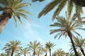 Travel, vacation, nature and summer holidays concept - palm trees over blue sky background Royalty Free Stock Photo