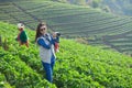 travele holding camera at beautiful strawberry farm in the morning Royalty Free Stock Photo