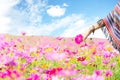 Traveler Asian women hand touch cosmos flower, freedom and relax in the flower farm,