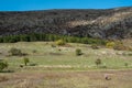 Traveler autumn adventure shepherd lone minimal in grass facing large rock hill colorful trees orange yellow green blue