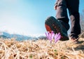 Traveler big boot can step on tender crocus flower on mountain f