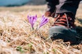 Traveler can step on tender crocus flower on mountain field