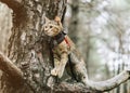 Traveler cat on a leash walking on tree.