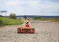 Traveler dog corgi in fashionable glasses and with a sign waiting for a passing car on the road sitting on a suitcase