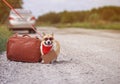 traveler dog corgi on a leash in fashionable glasses waiting for a car on the road with a suitcase